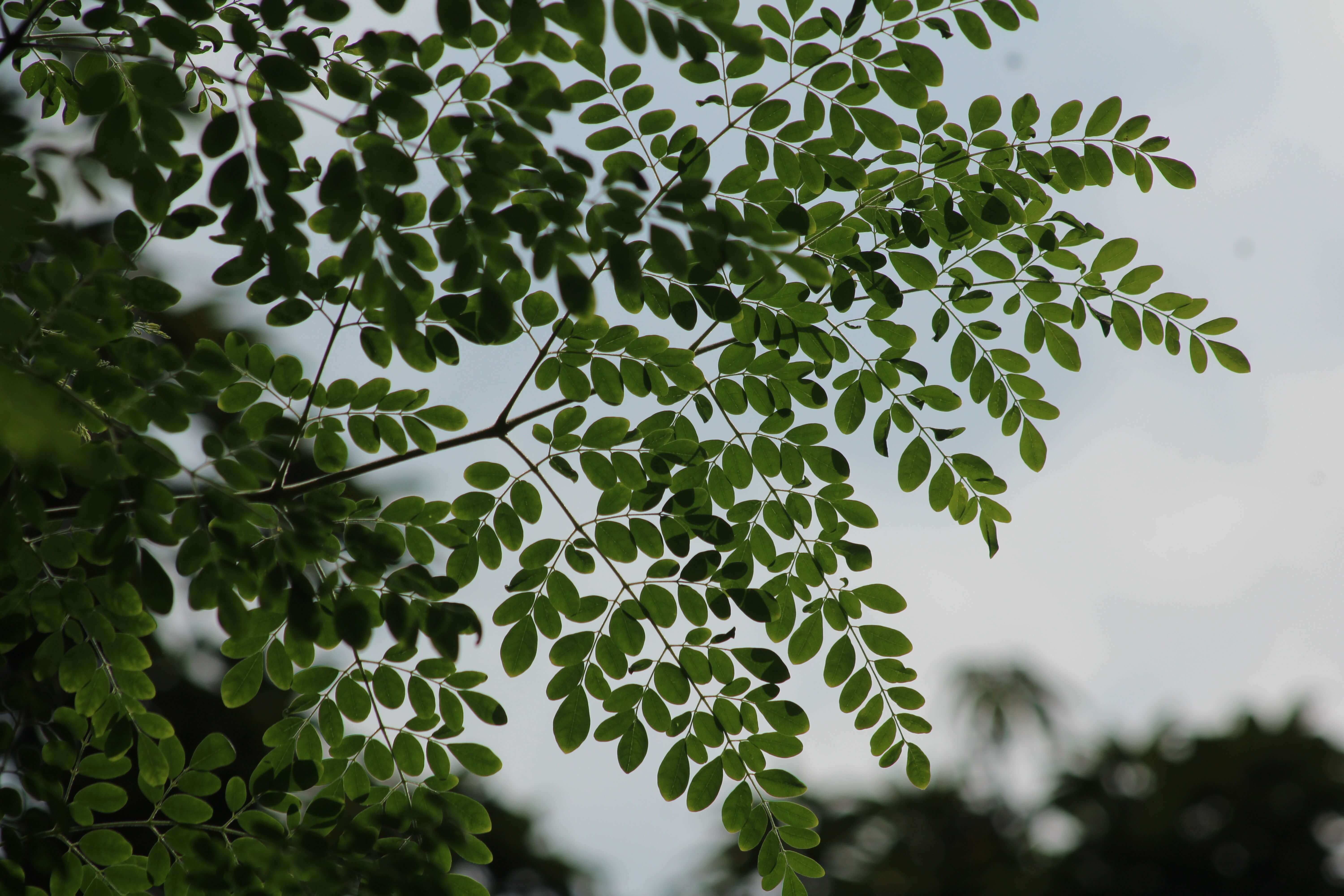 Moringa Leaves