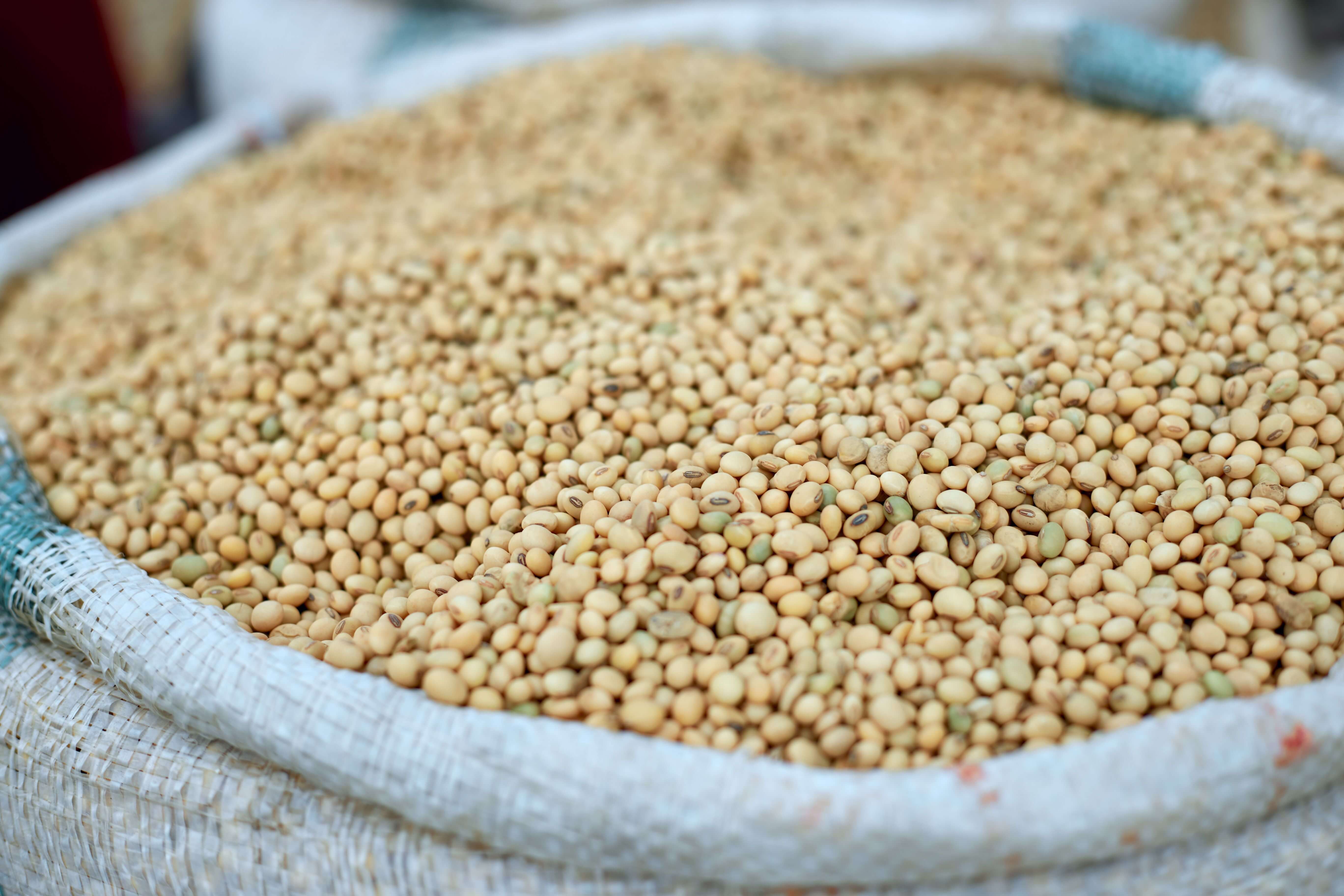 Soybean